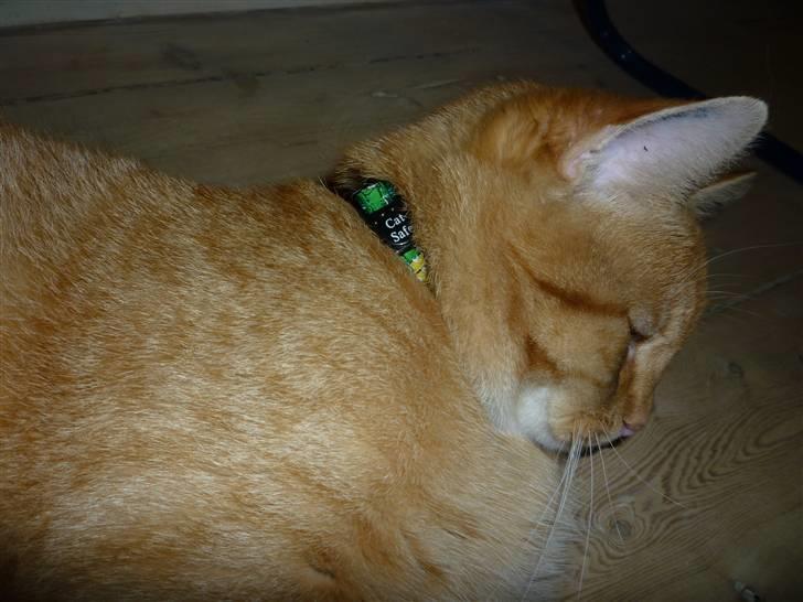 Huskat Søvnig billede 10