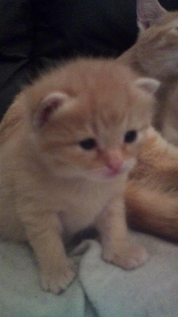 Huskat Søvnig billede 11