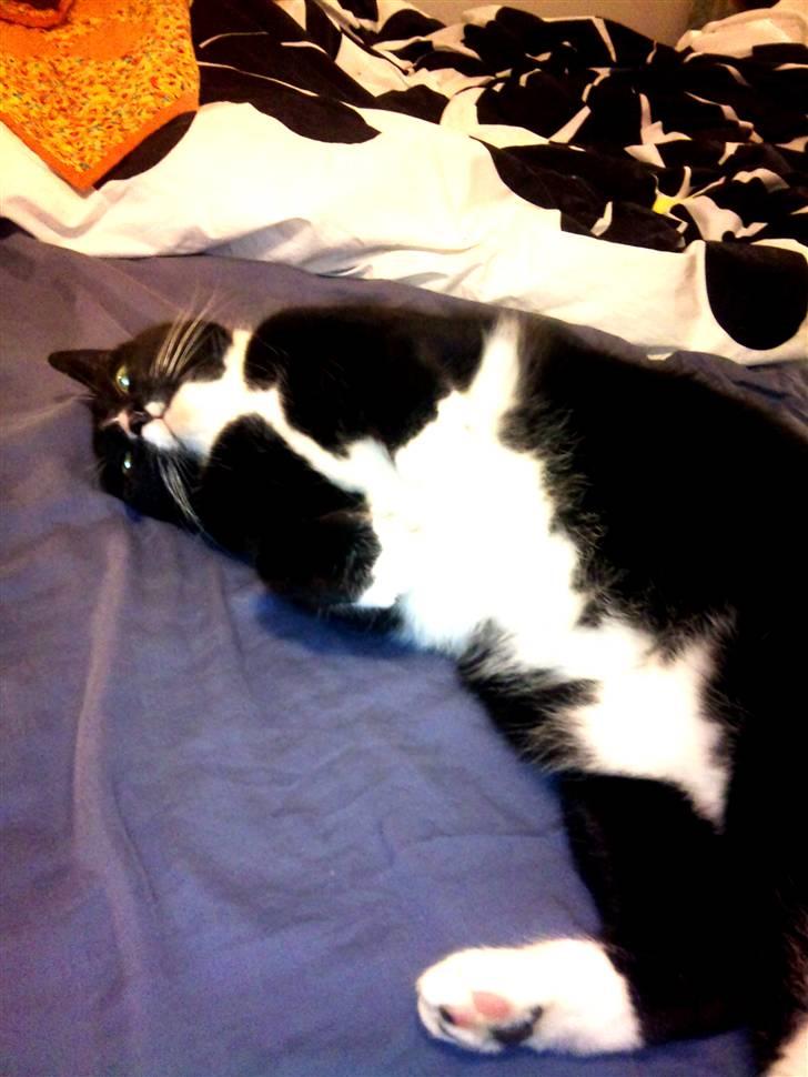 Huskat Miss Sophie - Kom nuuuu mooooar, jeg vil altså rigtig gerne aes på maven !  billede 7