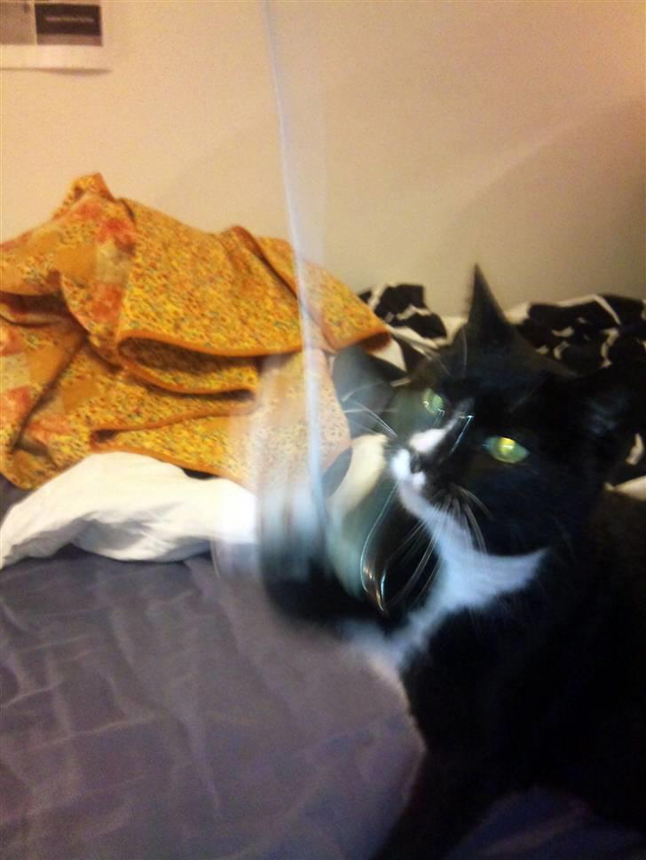 Huskat Miss Sophie - Selvom jeg er gammel, vil jeg stadig gerne lege :) også selvom ledninger er lidt farlige  billede 8