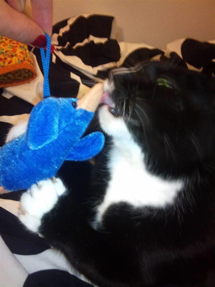 Huskat Miss Sophie - mhmmm den lille blå and er min bedste ven :) den får lige en kysser billede 9