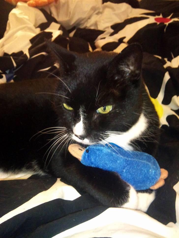 Huskat Miss Sophie - se mor :D  billede 10