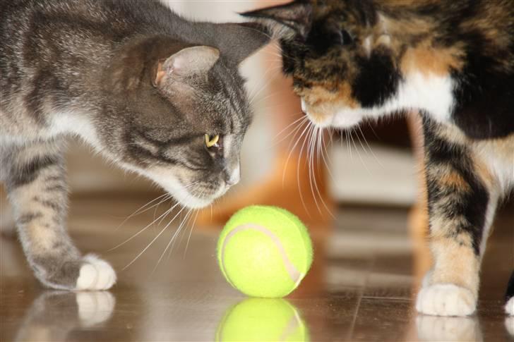 Blanding af racer Ramses  billede 1