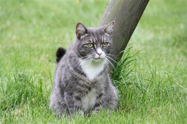 Blanding af racer Ramses  billede 2