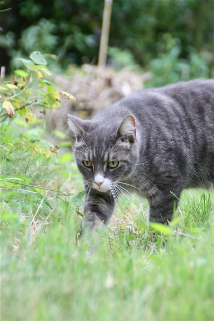 Blanding af racer Ramses  billede 3