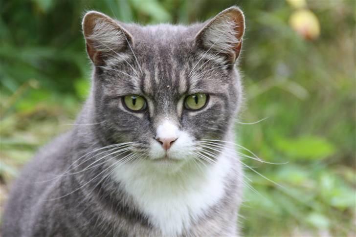 Blanding af racer Ramses  billede 4