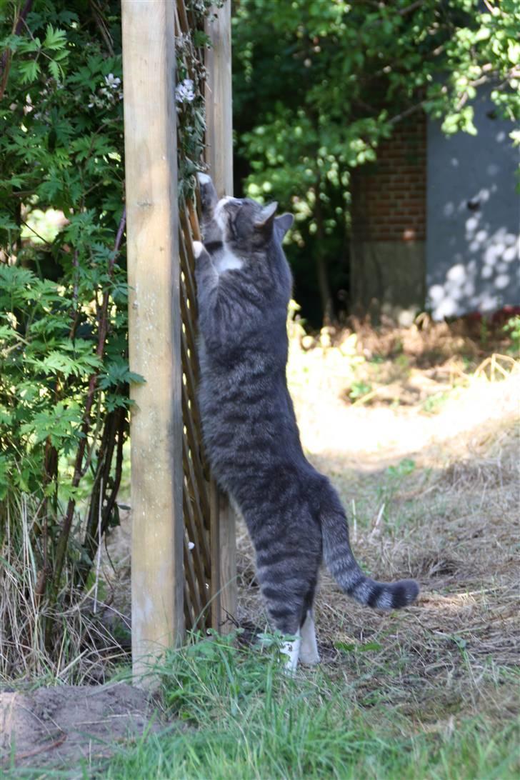 Blanding af racer Ramses  billede 5