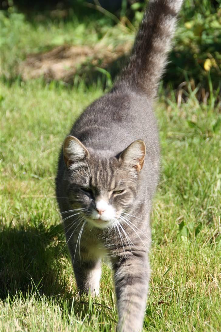 Blanding af racer Ramses  billede 6