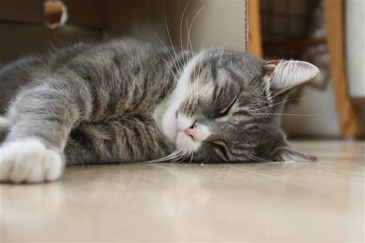 Blanding af racer Ramses  billede 7