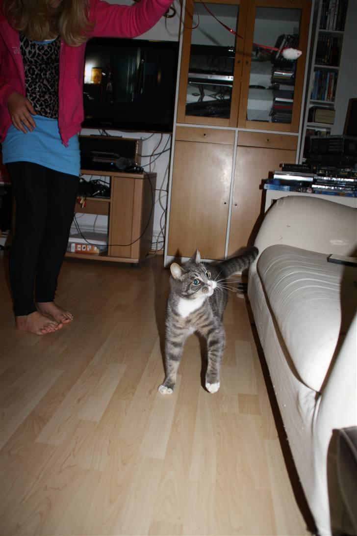 Blanding af racer Ramses  billede 8