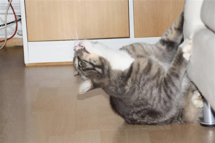 Blanding af racer Ramses  billede 9