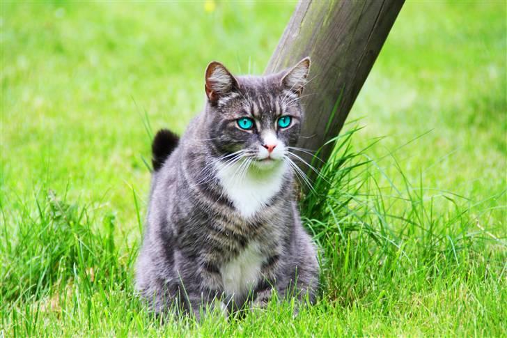 Blanding af racer Ramses  billede 10