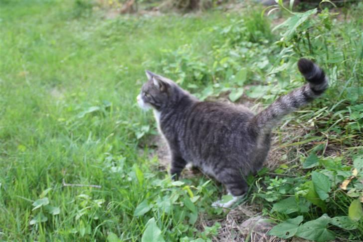 Blanding af racer Ramses  billede 11