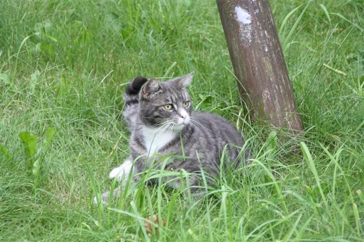 Blanding af racer Ramses  billede 12