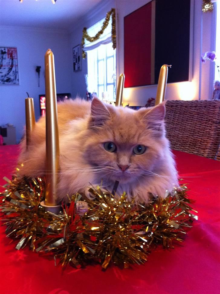 Maine Coon Venus P. - det er på eget ansvar at tænde adventskransen billede 12