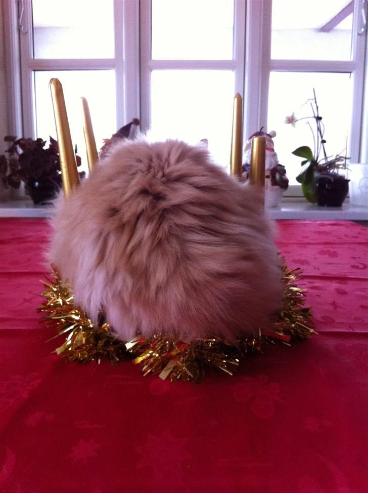 Maine Coon Venus P. - lysene hælder også lidt ud til siden... hun kan også kun lige være der.. billede 13