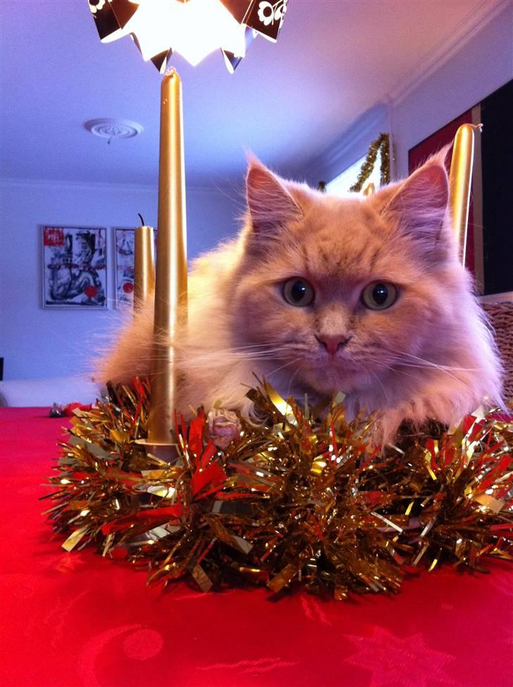 Maine Coon Venus P. - se min adventskrans.. du må ikk tænde den.. billede 1