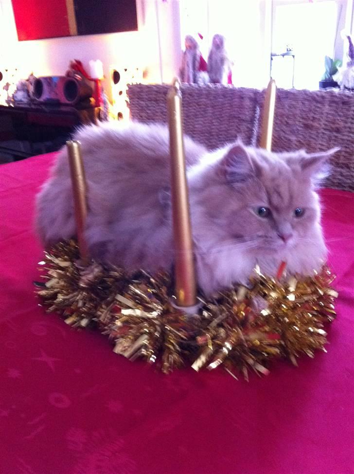 Maine Coon Venus P. - jeg flytter mig bare ikke.. billede 14