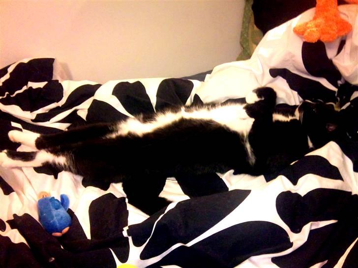 Huskat Miss Sophie - Seee hvor lang jeg er, når jeg ligger her i mors seng. selvom jeg godt kan være lidt svær at se i dette sengebetræk :D  billede 11