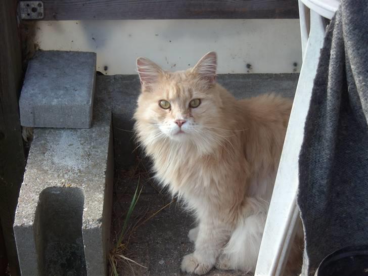 Maine Coon DK Nakipa`s Obsession billede 16