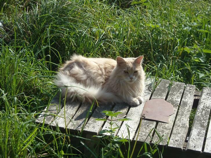 Maine Coon DK Nakipa`s Obsession billede 17