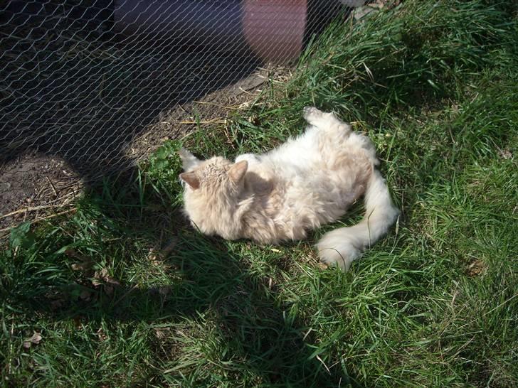 Maine Coon DK Nakipa`s Obsession billede 18