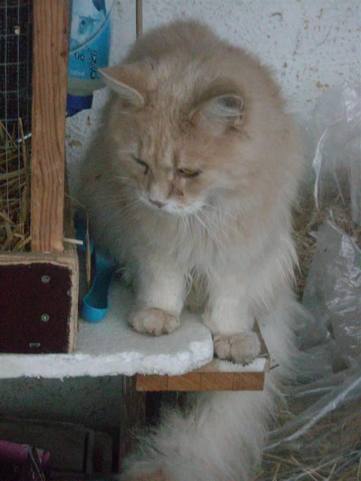 Maine Coon DK Nakipa`s Obsession billede 19