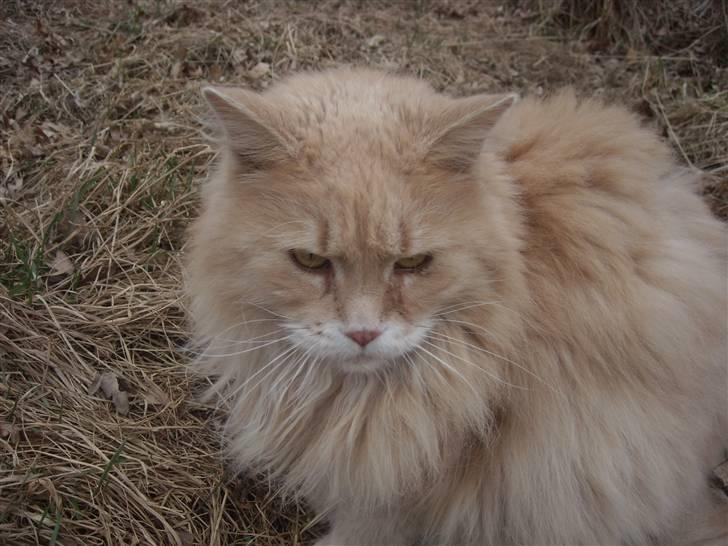 Maine Coon DK Nakipa`s Obsession billede 20