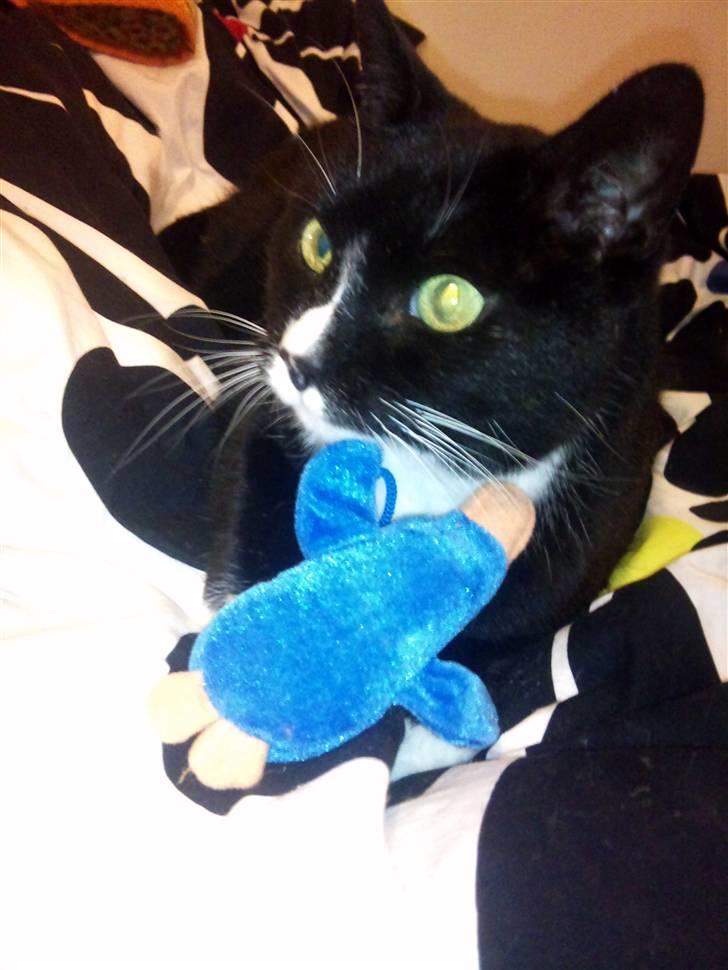 Huskat Miss Sophie - du må ikke tage anden fra mig o.O  billede 12