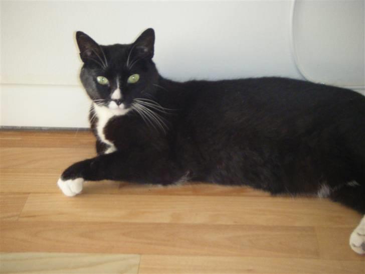 Huskat Miss Sophie - tænk du bliver ved med at at tage billeder af mig mor !  billede 14