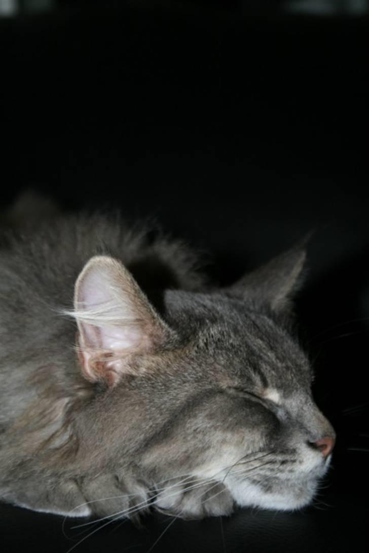 Norsk Skovkat Mini Mis billede 1