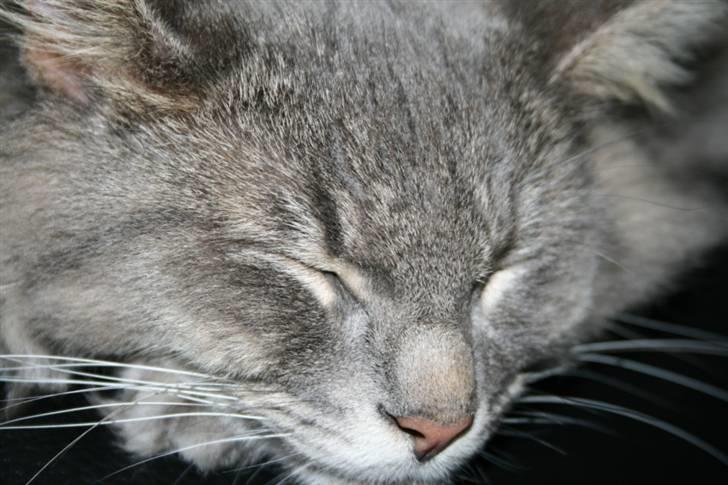 Norsk Skovkat Mini Mis billede 2