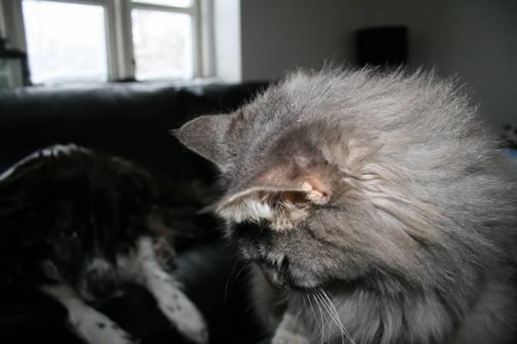 Norsk Skovkat Mini Mis billede 3