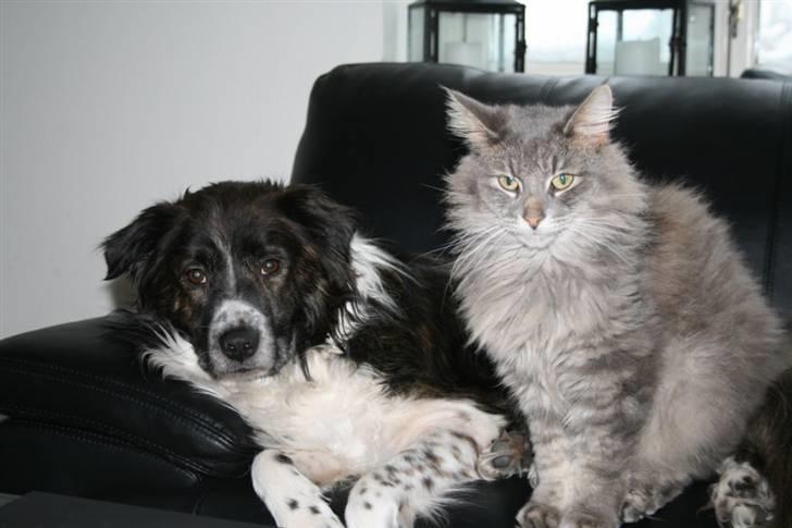 Norsk Skovkat Mini Mis billede 4