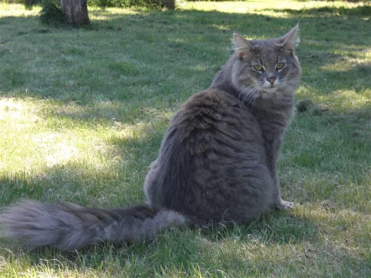 Norsk Skovkat Mini Mis billede 5