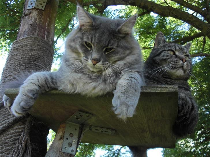 Norsk Skovkat Mini Mis billede 6