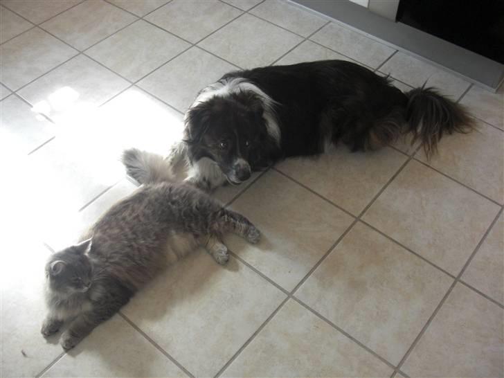 Norsk Skovkat Mini Mis billede 7