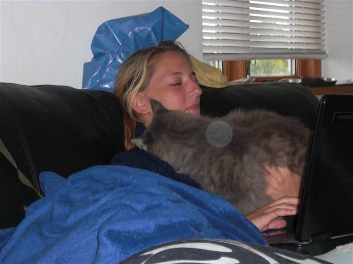 Norsk Skovkat Mini Mis billede 8