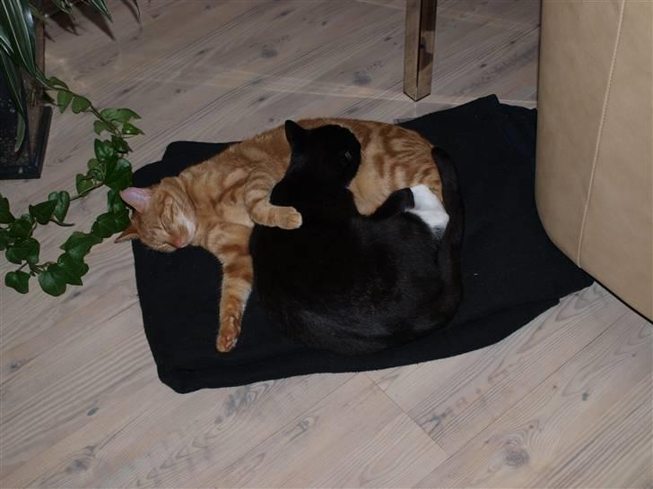 Huskat sofus - nurrrhh billede 4