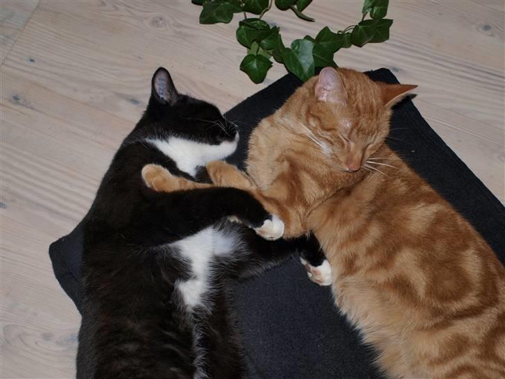 Huskat sofus - elsker det billede <3 billede 5