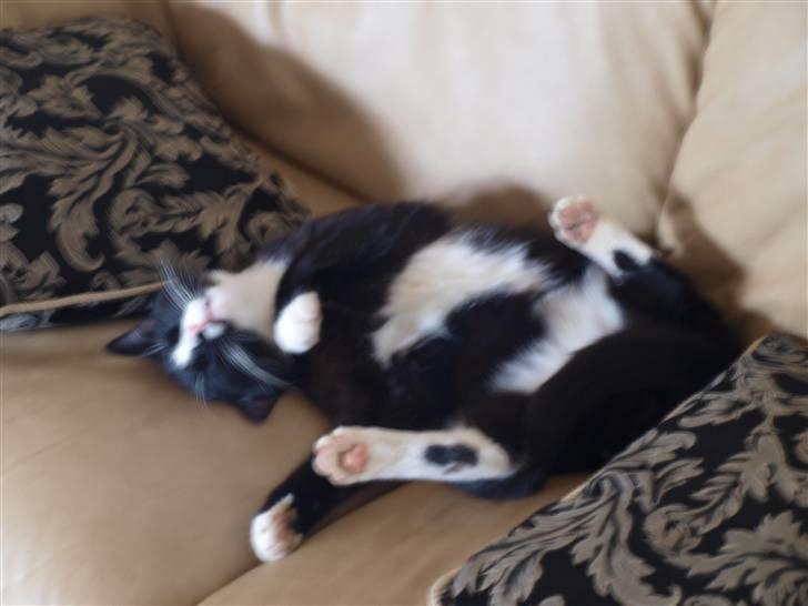 Huskat sofus - elsker ham <3 billede 6