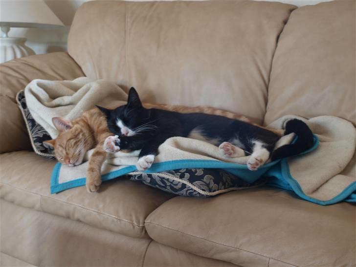 Huskat sofus - hygge <3 billede 7