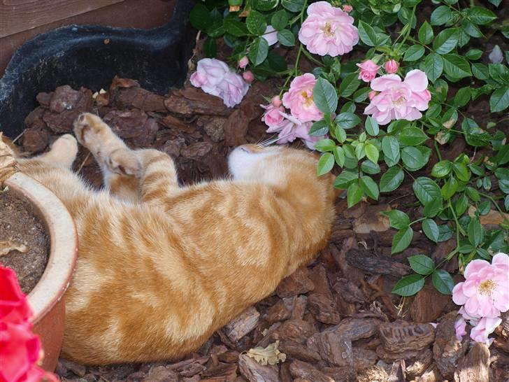 Huskat oliver - nurrrh <3 billede 6