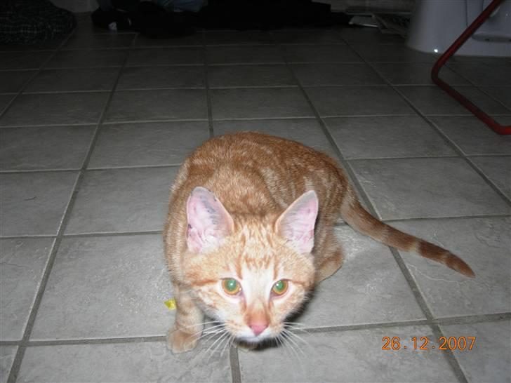 Huskat oliver - to dage siden jeg lige havde fået ham :) billede 7