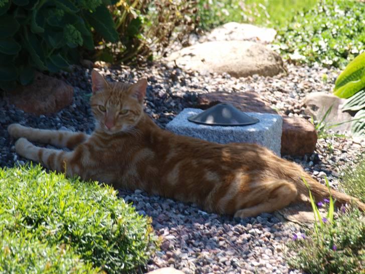 Huskat oliver - <3 elsker ham  billede 8