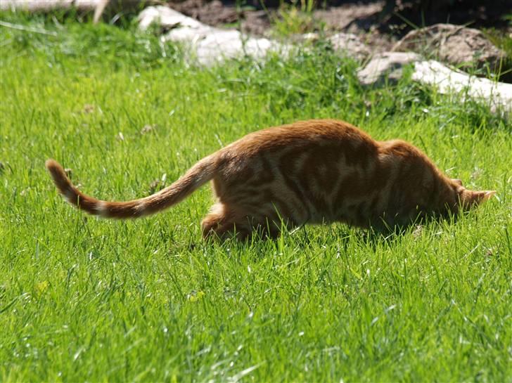 Huskat oliver - skøre mis XD <3 billede 9