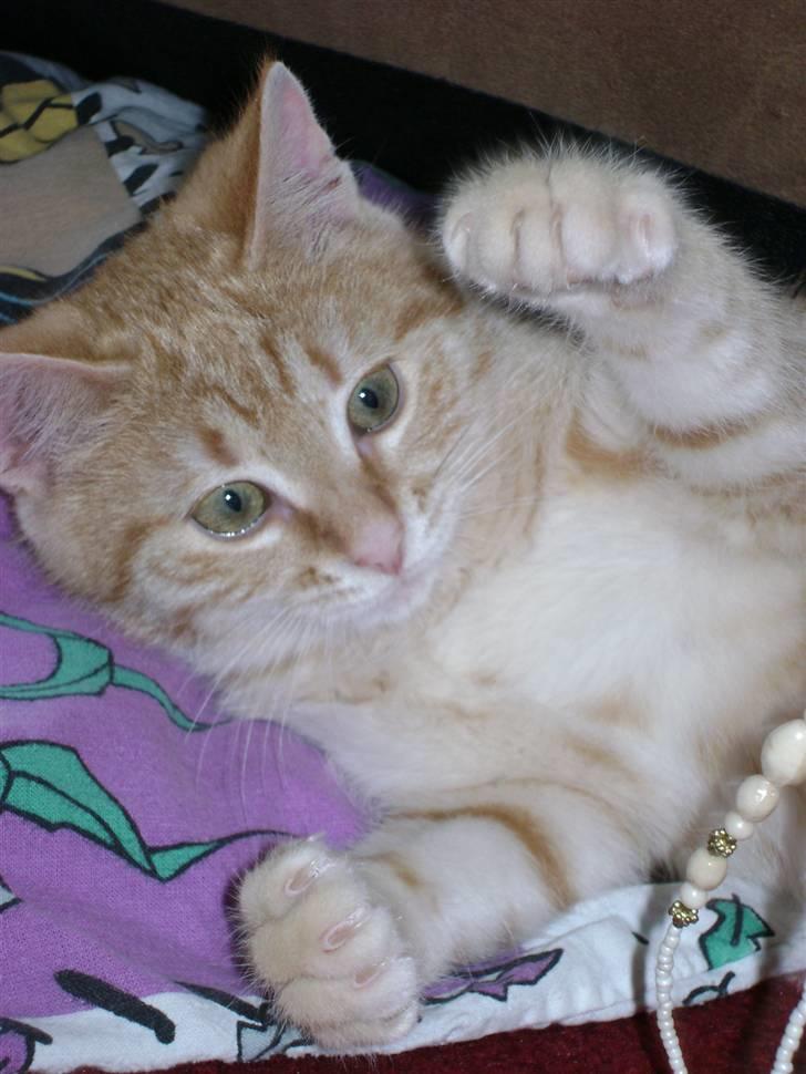 Huskat Misja  billede 1