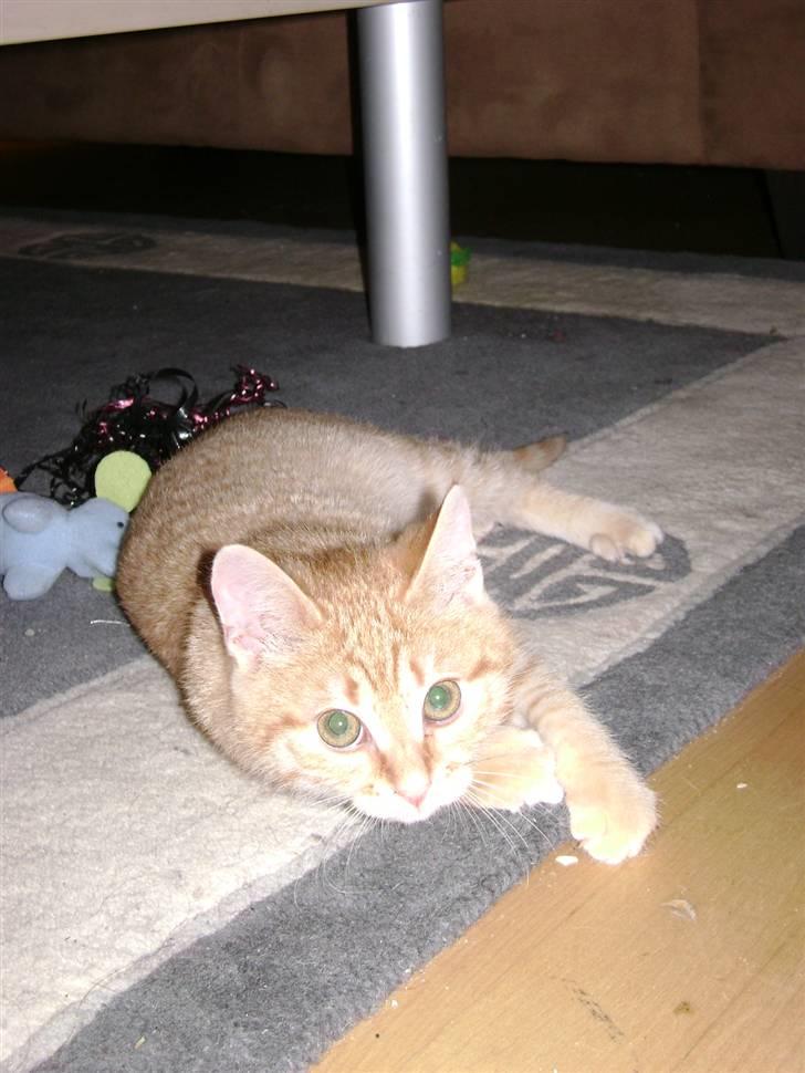 Huskat Misja  billede 2