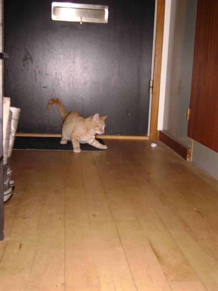 Huskat Misja  billede 3