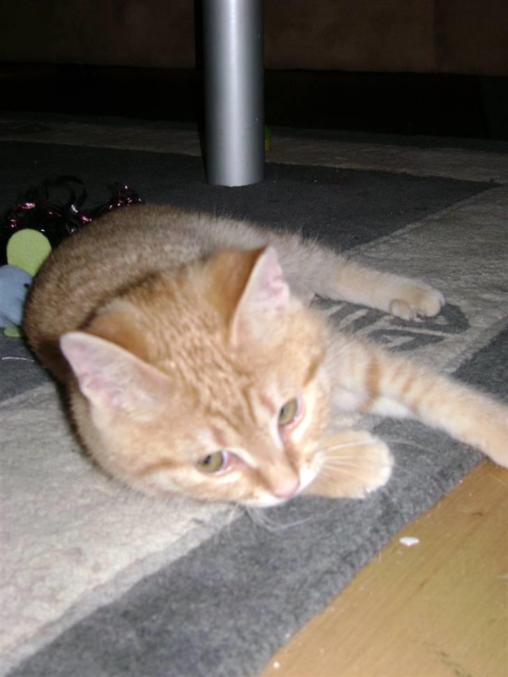 Huskat Misja  billede 4